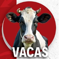 VA-Res en Canal (Vaca)