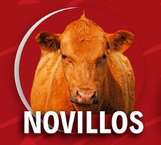 NO-Res en Canal (Novillo)